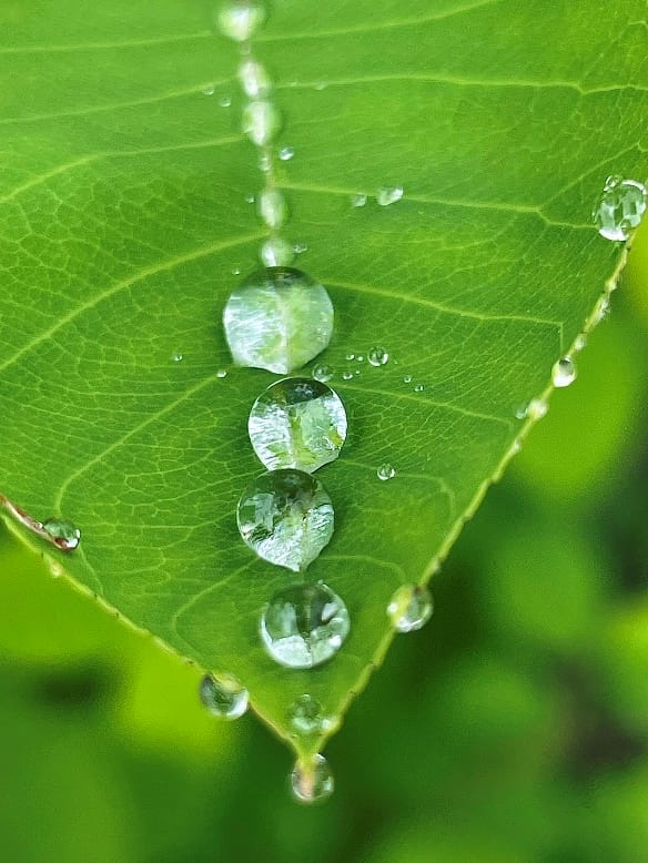 A leaf with atwer drops